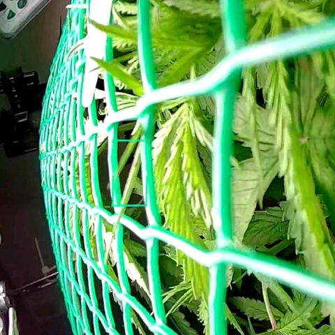 Green Gelato growlog timeline photo