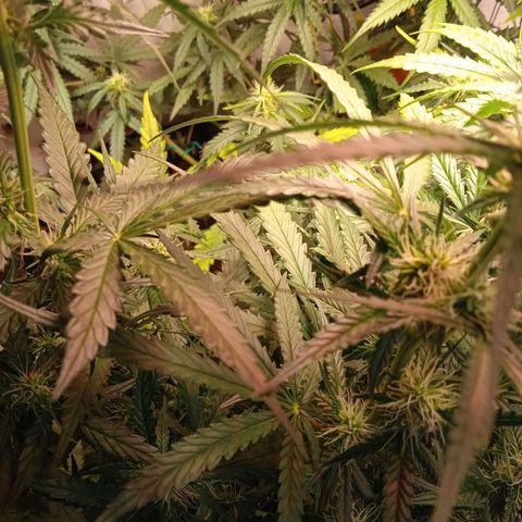 Northern lights Auto growlog timeline photo