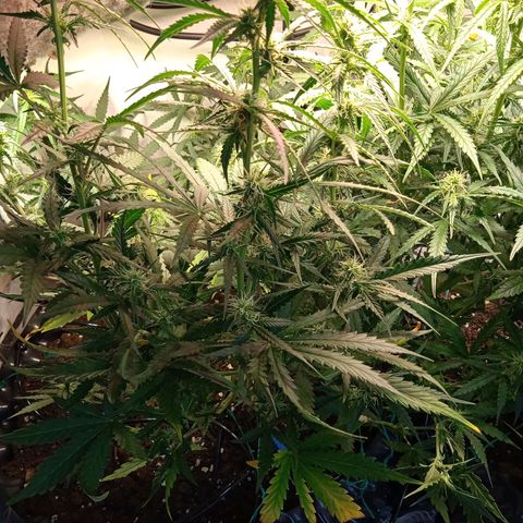 Northern lights Auto growlog timeline photo
