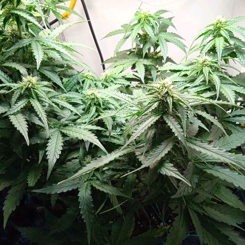 AutoXtreme growlog timeline photo