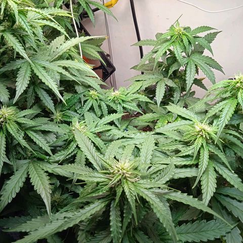 AutoXtreme growlog timeline photo