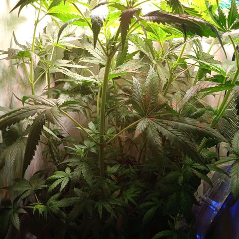 Green Gelato growlog timeline photo