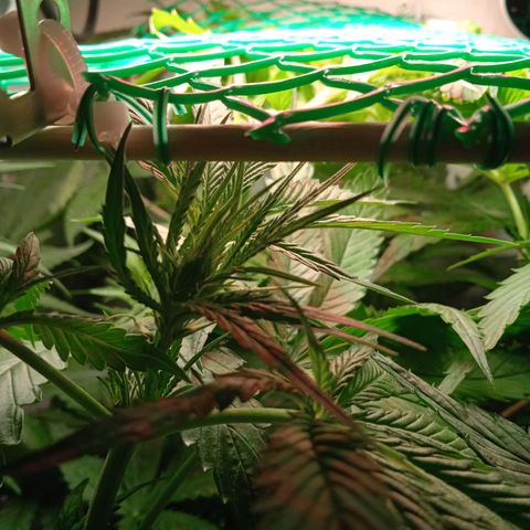 Green Gelato growlog timeline photo