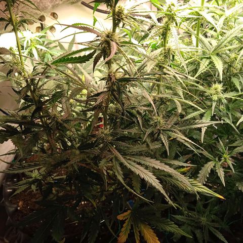 Northern lights Auto growlog timeline photo