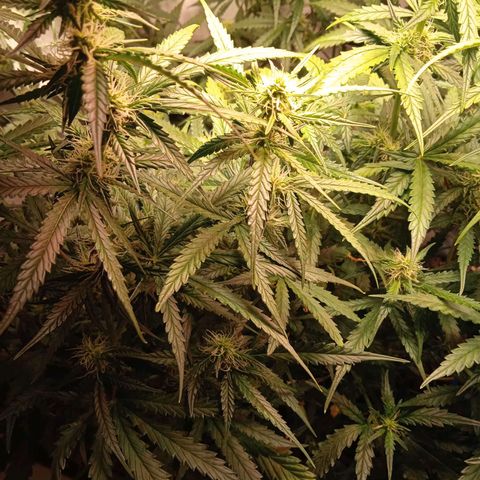 Northern lights Auto growlog timeline photo