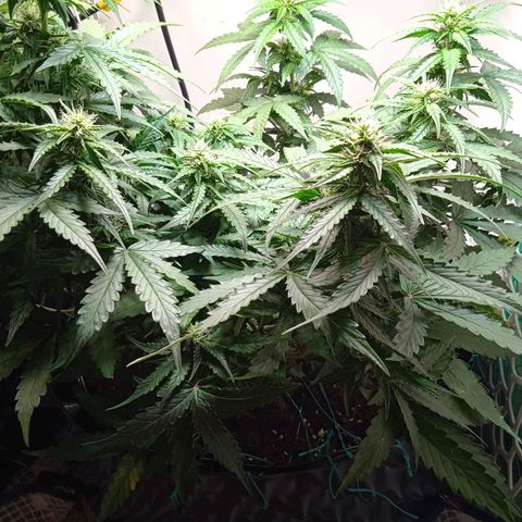 AutoXtreme growlog timeline photo
