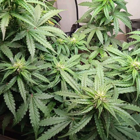 AutoXtreme growlog timeline photo
