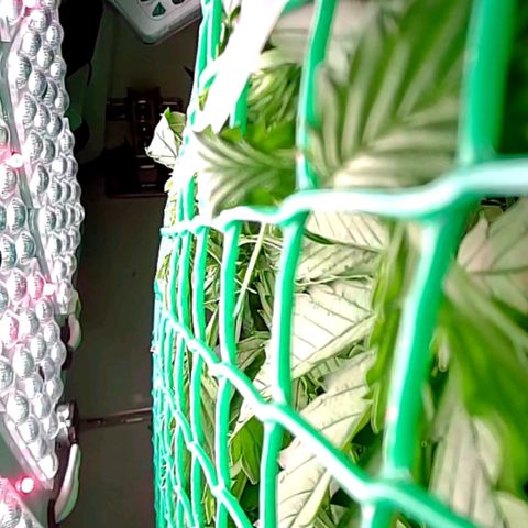Green Gelato growlog timeline photo