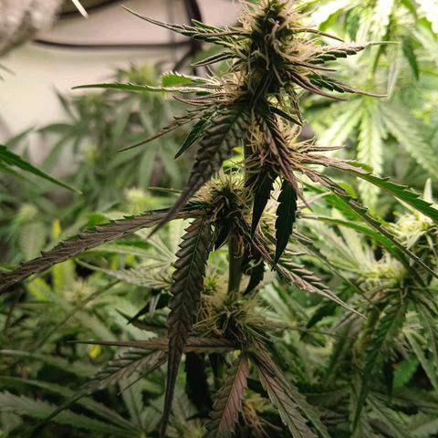 Northern lights Auto growlog timeline photo