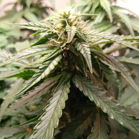 AutoXtreme growlog timeline photo
