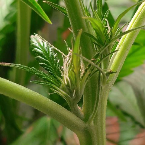 Green Gelato growlog timeline photo