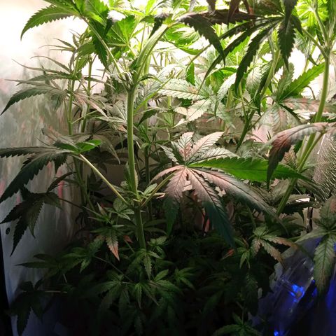 Green Gelato growlog timeline photo