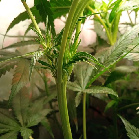 Green Gelato growlog timeline photo