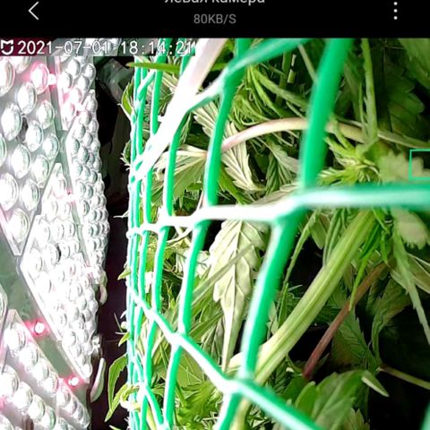 Green Gelato growlog timeline photo