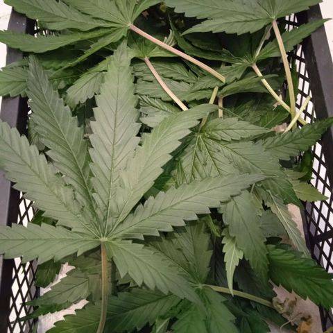 Green Gelato growlog timeline photo