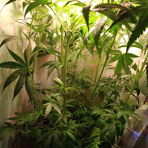Green Gelato growlog timeline photo