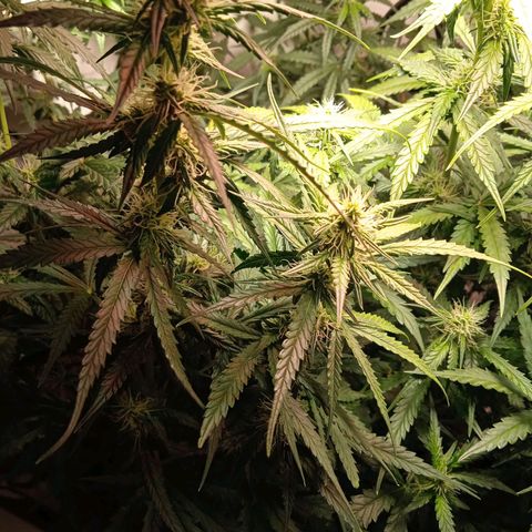 Northern lights Auto growlog timeline photo