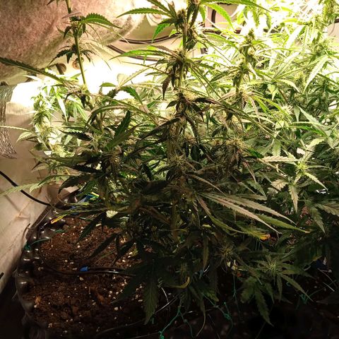 Northern lights Auto growlog timeline photo