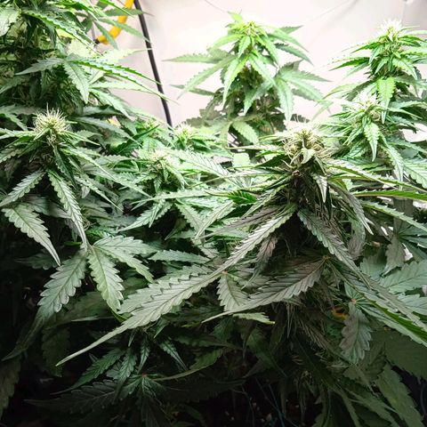 AutoXtreme growlog timeline photo
