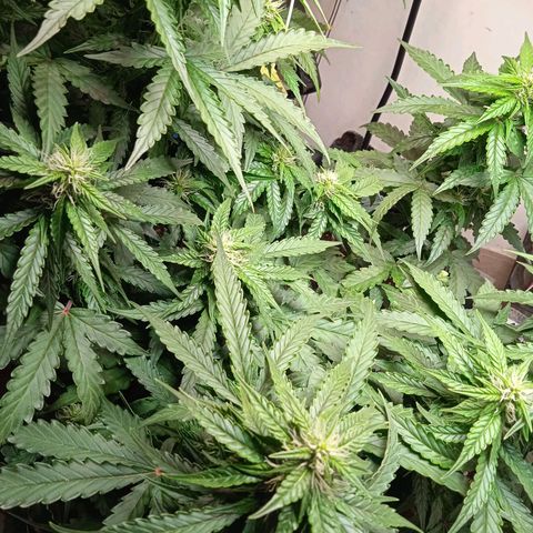 AutoXtreme growlog timeline photo