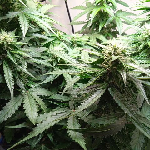 AutoXtreme growlog timeline photo