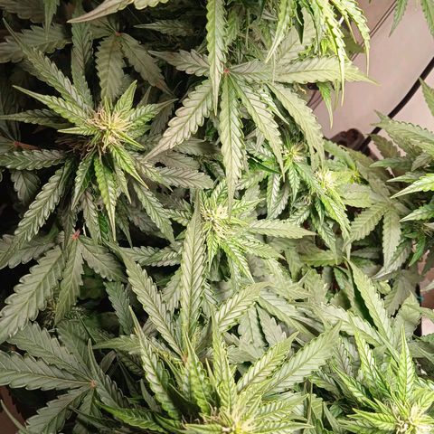 AutoXtreme growlog timeline photo