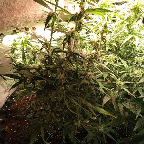 Northern lights Auto growlog timeline photo