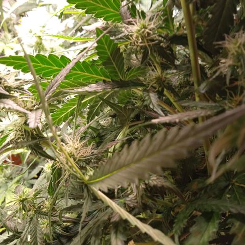Northern lights Auto growlog timeline photo