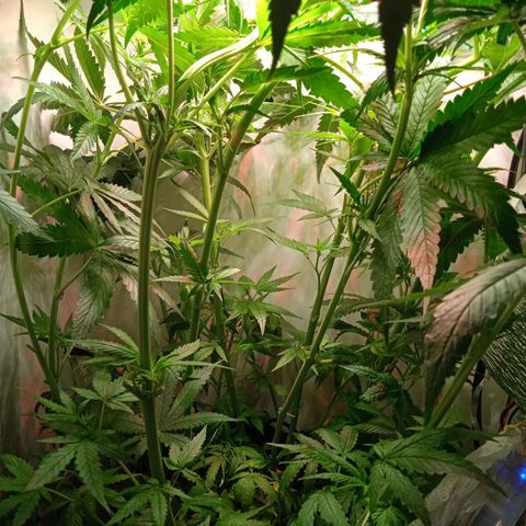 Green Gelato growlog timeline photo