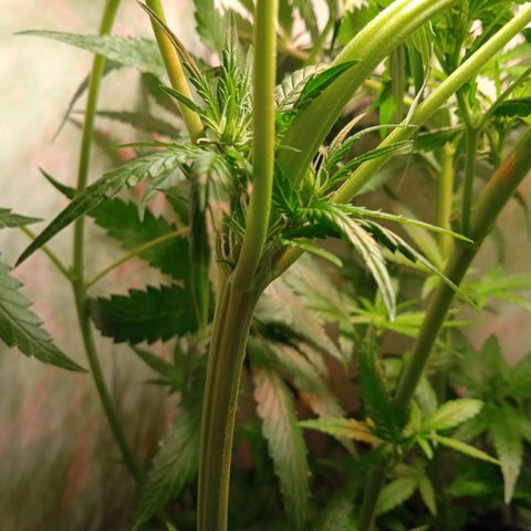 Green Gelato growlog timeline photo