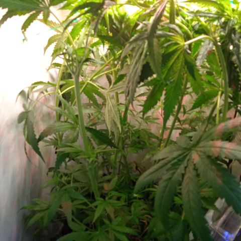 Green Gelato growlog timeline photo