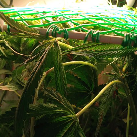 Green Gelato growlog timeline photo