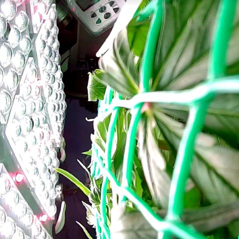 Green Gelato growlog timeline photo