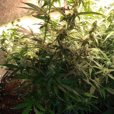 Northern lights Auto growlog timeline photo