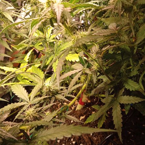 Northern lights Auto growlog timeline photo