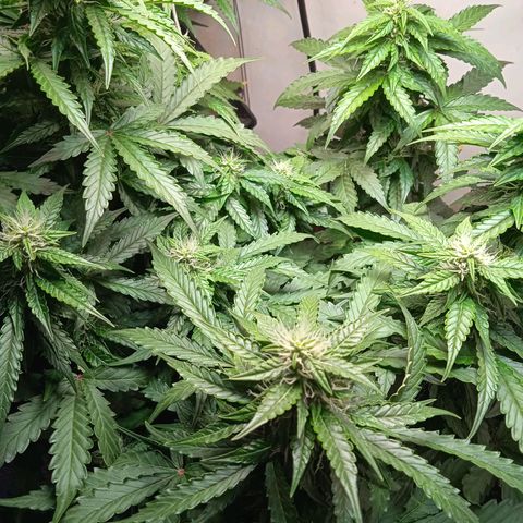 AutoXtreme growlog timeline photo