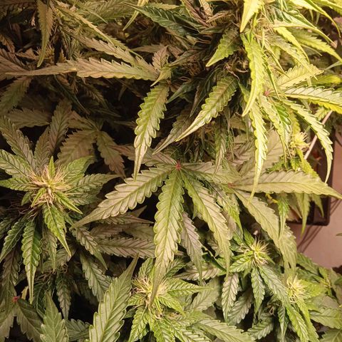 AutoXtreme growlog timeline photo