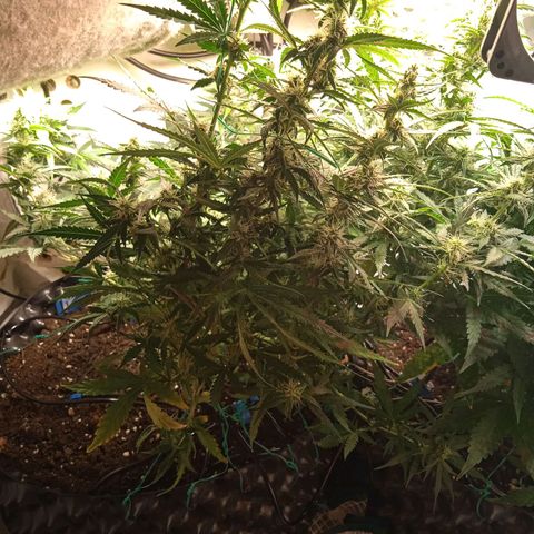Northern lights Auto growlog timeline photo