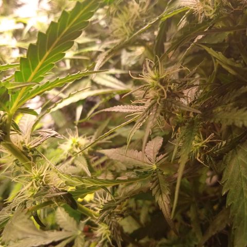 Northern lights Auto growlog timeline photo