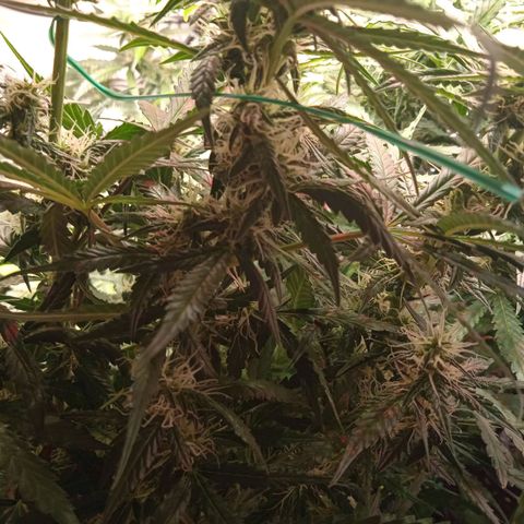 Northern lights Auto growlog timeline photo