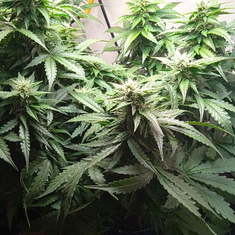 AutoXtreme growlog timeline photo