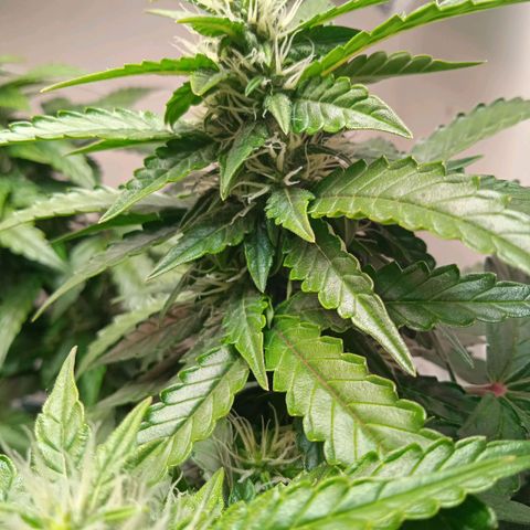 AutoXtreme growlog timeline photo