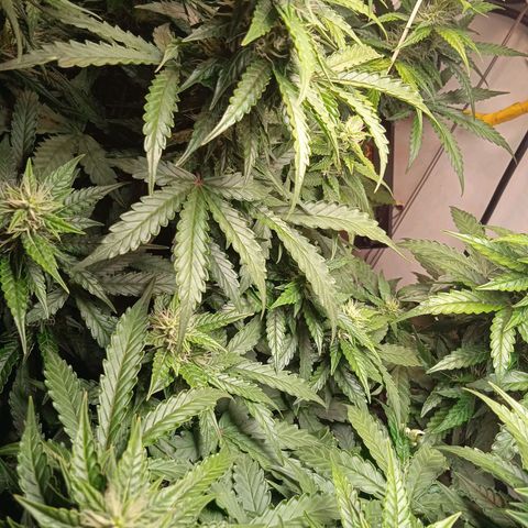 AutoXtreme growlog timeline photo