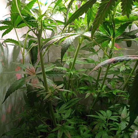 Green Gelato growlog timeline photo