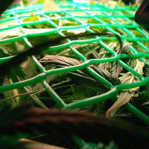 Green Gelato growlog timeline photo