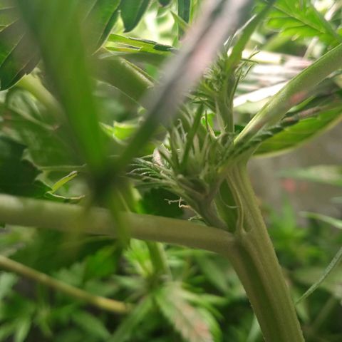 Green Gelato growlog timeline photo