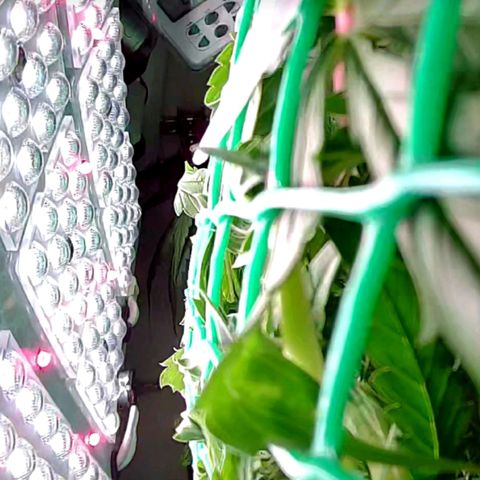 Green Gelato growlog timeline photo
