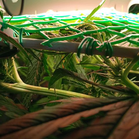 Green Gelato growlog timeline photo