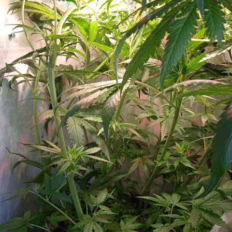 Green Gelato growlog timeline photo