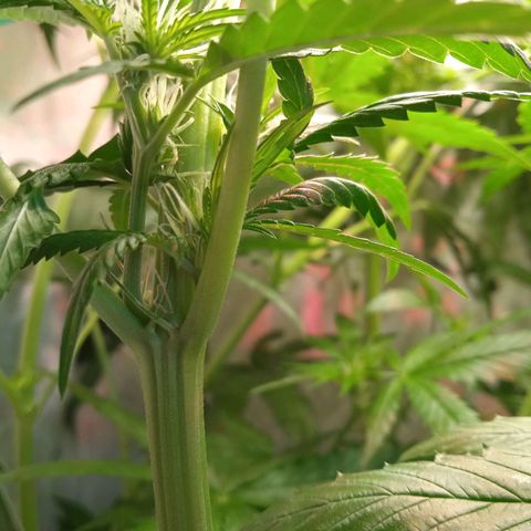 Green Gelato growlog timeline photo